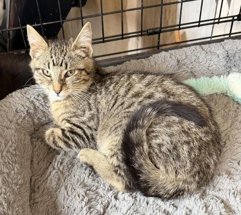 A baby small-sized male Domestic Short Hair cat named Milo for adoption in Williamsville, NY