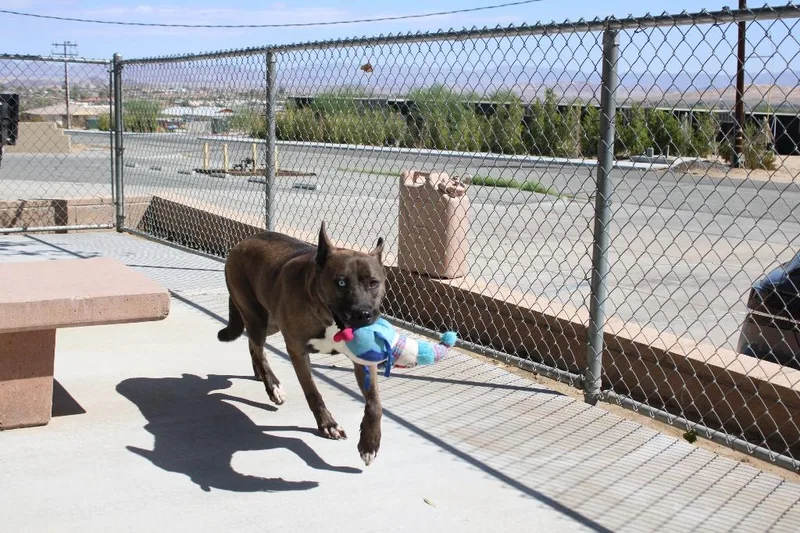 An adult medium-sized female Shepherd dog named Iris for adoption in Twentynine Palms, CA