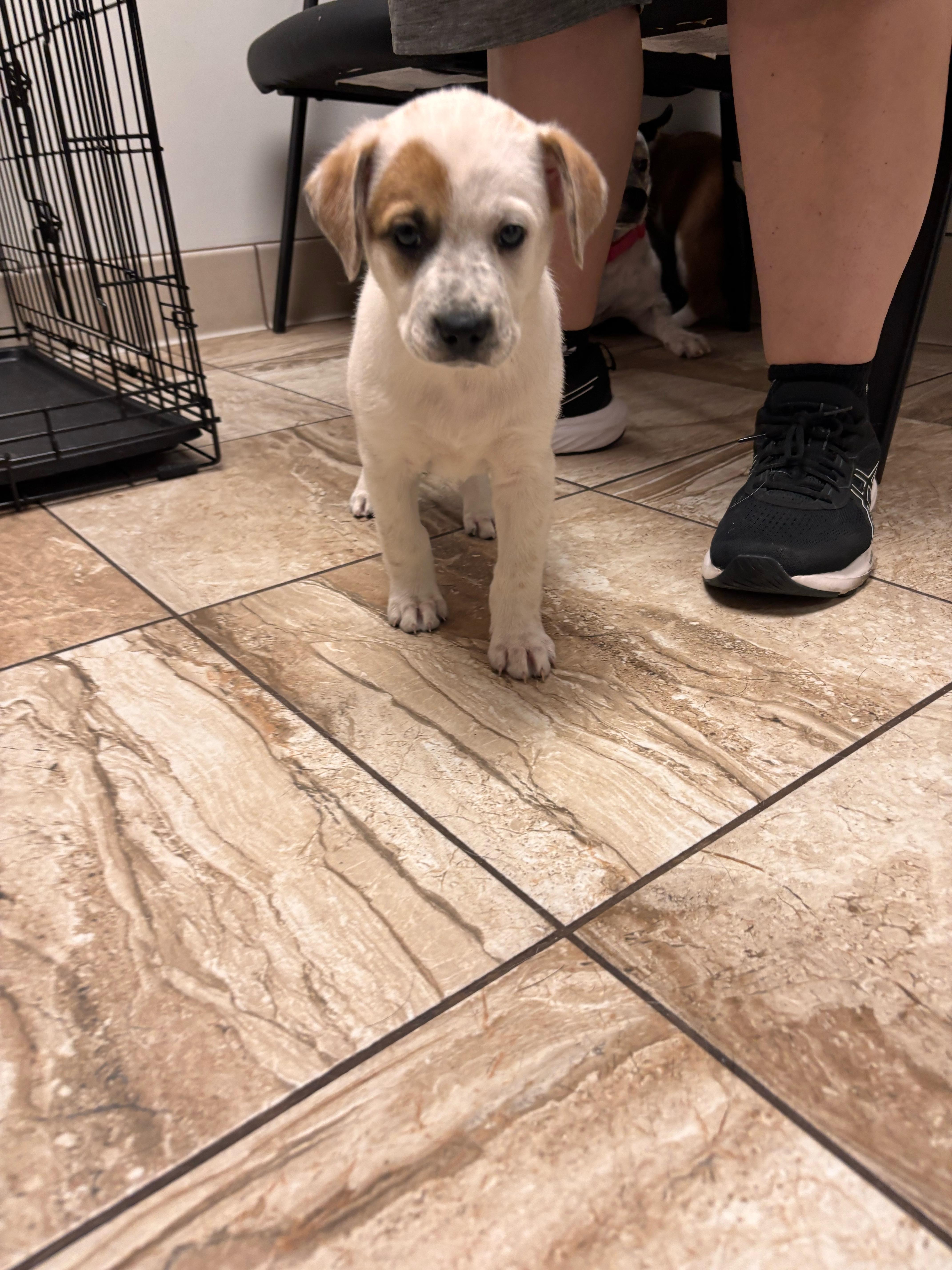 A baby medium-sized female Australian Cattle Dog / Blue Heeler dog named Fergie for adoption in Pflugerville, TX