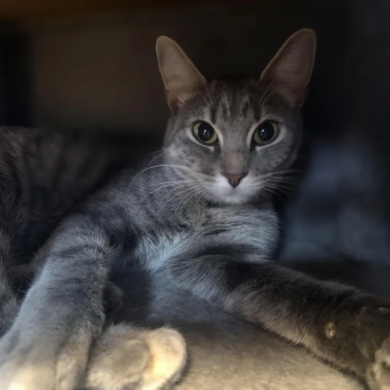 A young medium-sized female Tabby (Gray / Blue / Silver) Domestic Short Hair cat named Catio for adoption in Brookings, SD