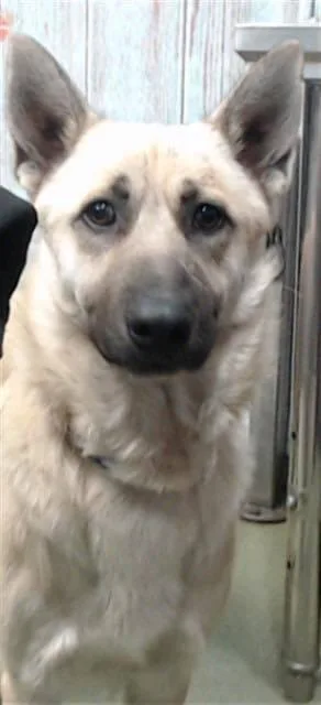 An adult large-sized female German Shepherd Dog dog named River for adoption in Tigard, OR