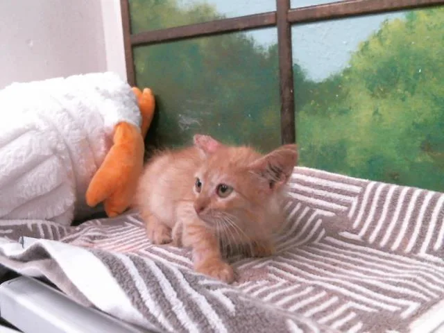 A baby small-sized male Domestic Short Hair cat named Pepper for adoption in Houston, TX