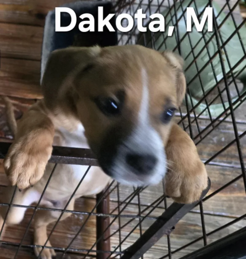 A baby medium-sized male White / Cream Mixed Breed dog named Dakota for adoption in Parma, OH