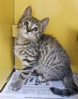 A baby medium-sized female Domestic Short Hair cat named Suzy for adoption in Los Angeles, CA