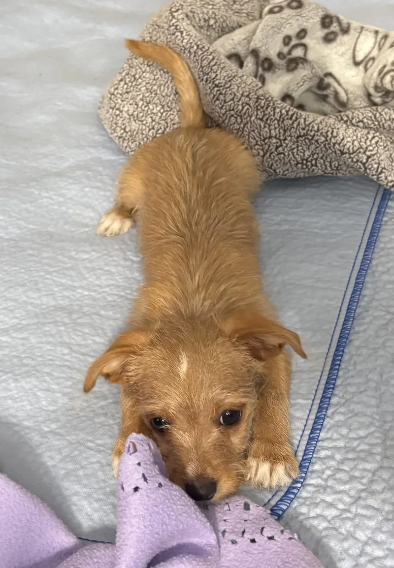 Simba
