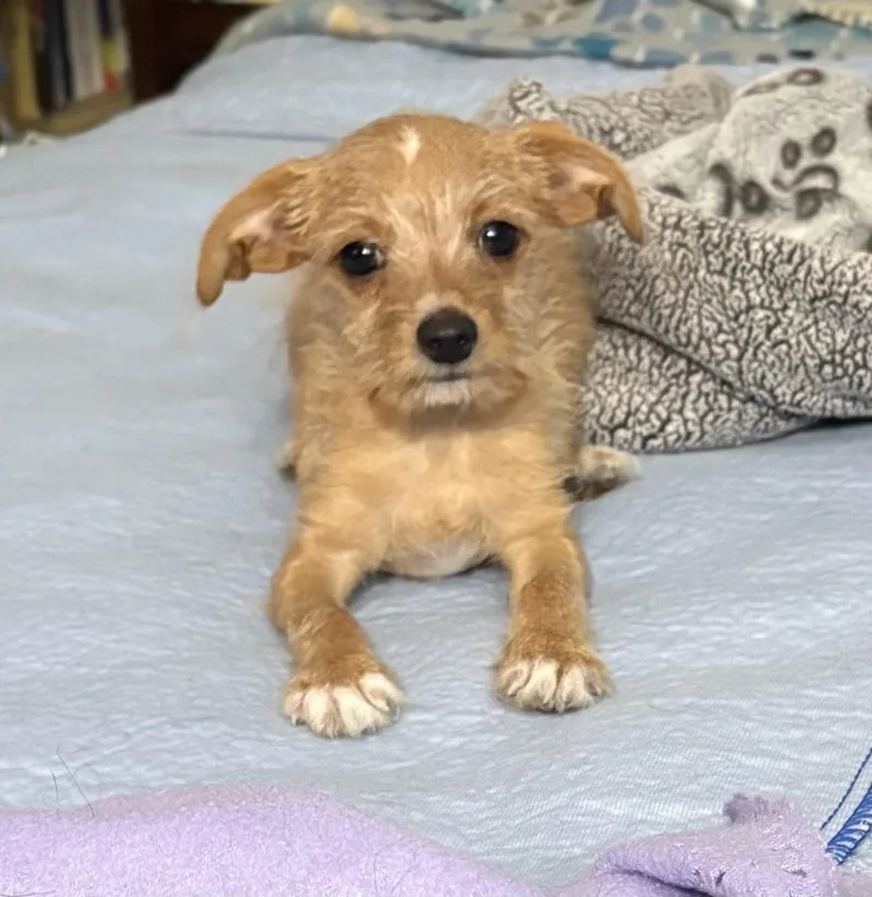 Simba thumbnail 2