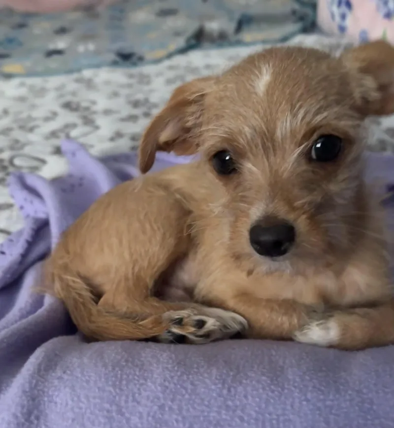 Simba thumbnail 3