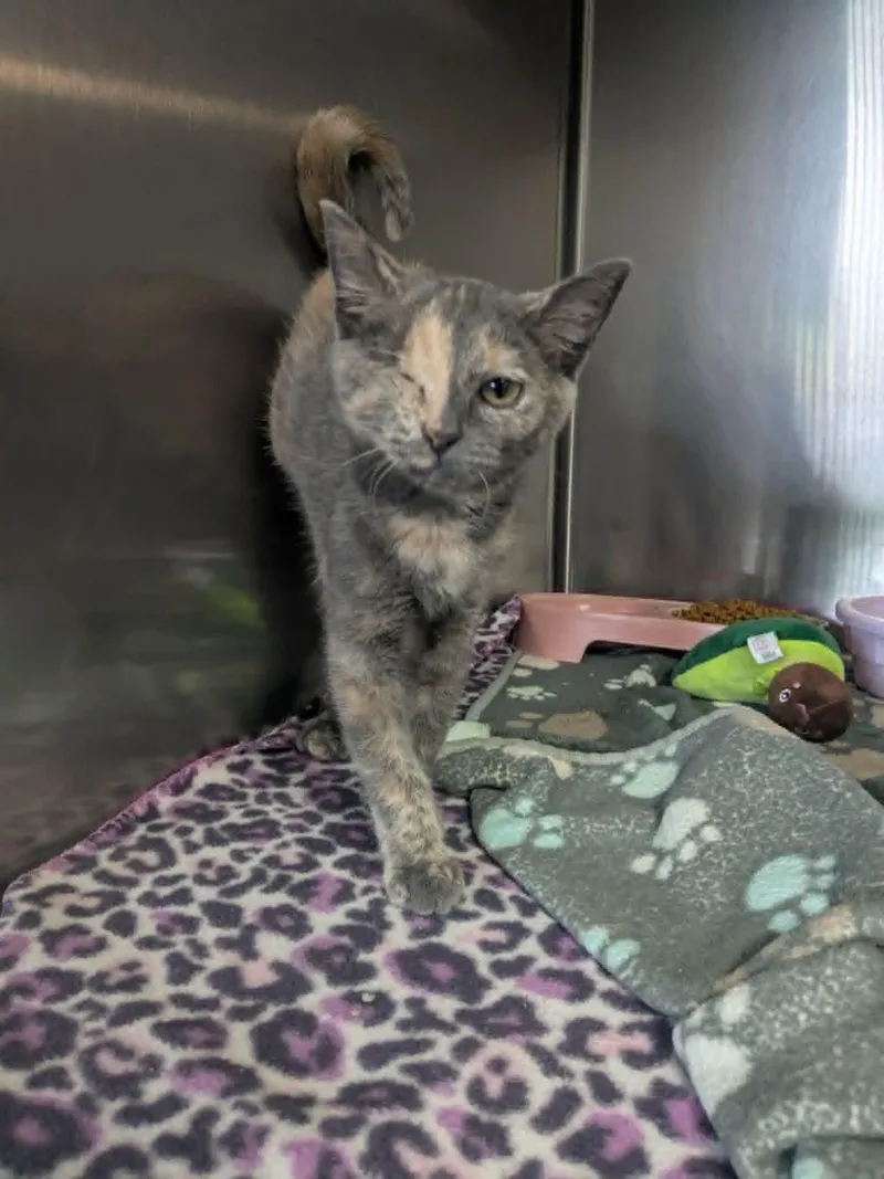 A young medium-sized female Dilute Calico Domestic Short Hair cat named Wink for adoption in Lock Haven, PA