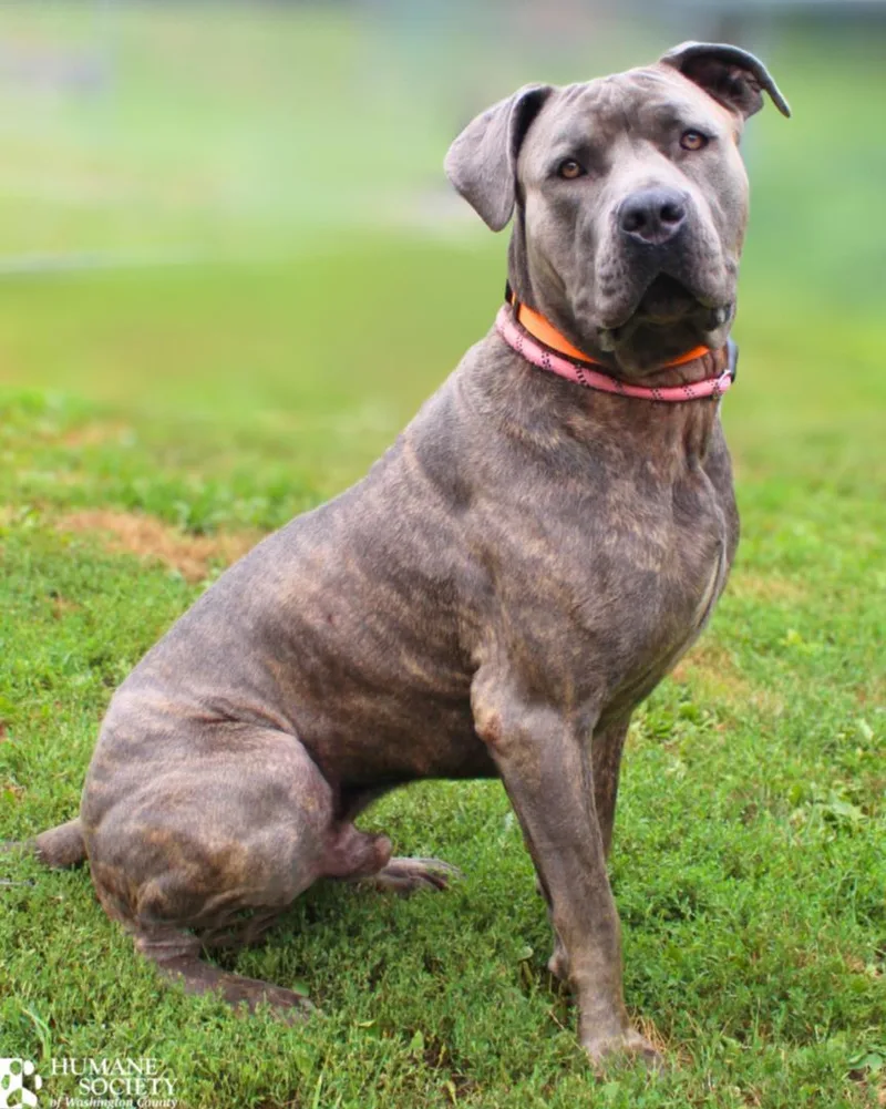 A young extra large-sized male Cane Corso dog named Kodak for adoption in Hagerstown, MD