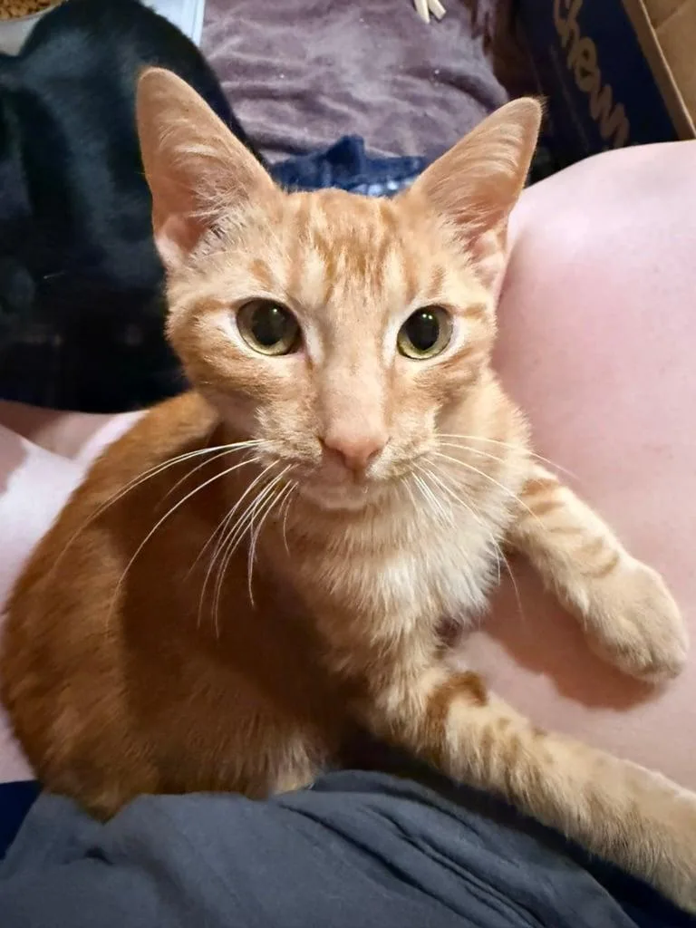 A baby medium-sized male Domestic Short Hair cat named Pippin for adoption in Royal Oak, MI