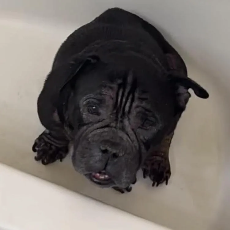 An adult small-sized male Black English Bulldog dog named Sinatra Home to for adoption in South Elgin, IL