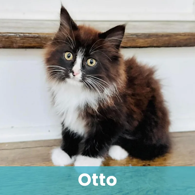 Otto thumbnail 4