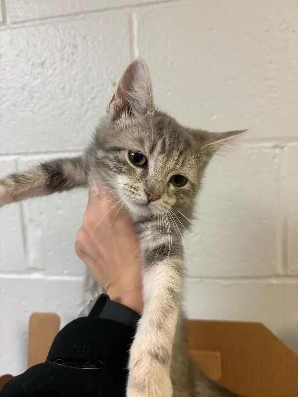 A young small-sized male Tabby (Brown / Chocolate) Domestic Short Hair cat named Tiny Pear for adoption in Cincinnati, OH