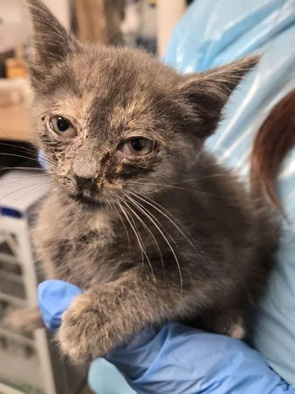 A baby small-sized female Domestic Short Hair cat named Annora for adoption in Fresno, CA