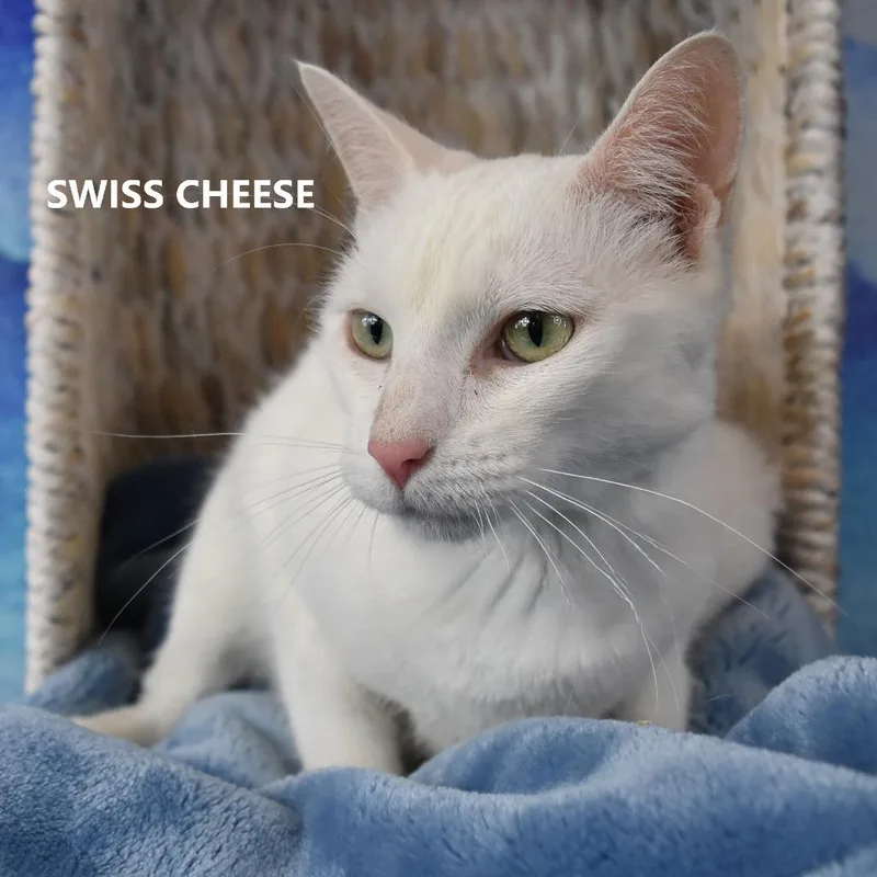 An adult medium-sized female White Domestic Short Hair cat named Swiss Cheese for adoption in Las Vegas, NV