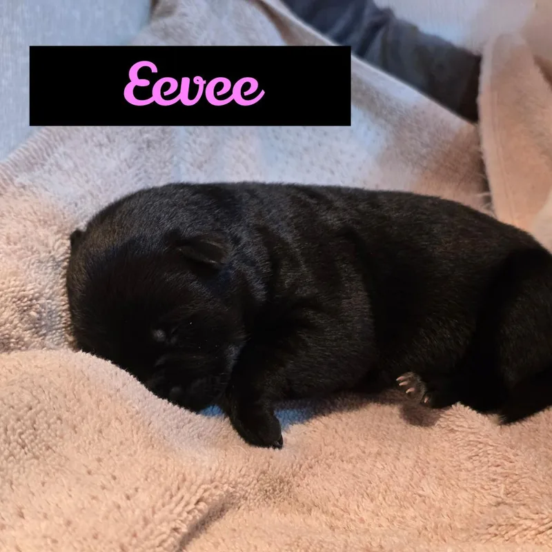 Eevee thumbnail 3