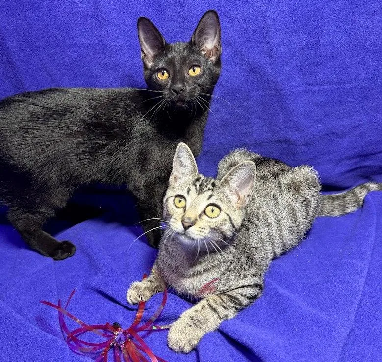 A baby medium-sized female Black Domestic Short Hair cat named Lula Mae and Lexi for adoption in Cincinnati, OH