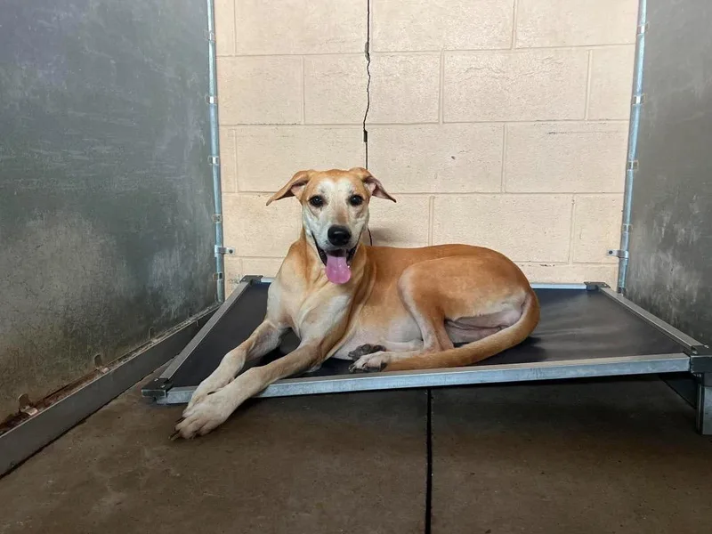 An adult large-sized female Yellow / Tan / Blond / Fawn Great Dane dog named Bronti for adoption in Bullard, TX