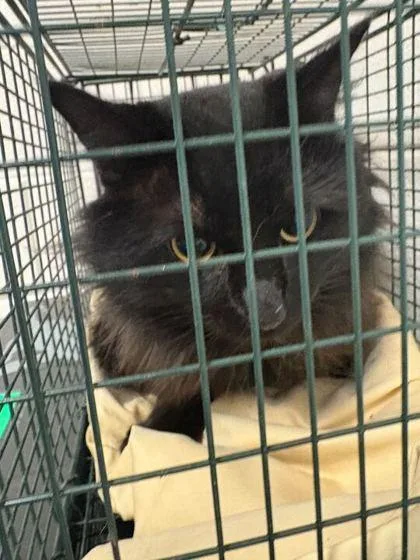 A young large-sized male Domestic Medium Hair cat named Jimbo James for adoption in Knoxville, TN