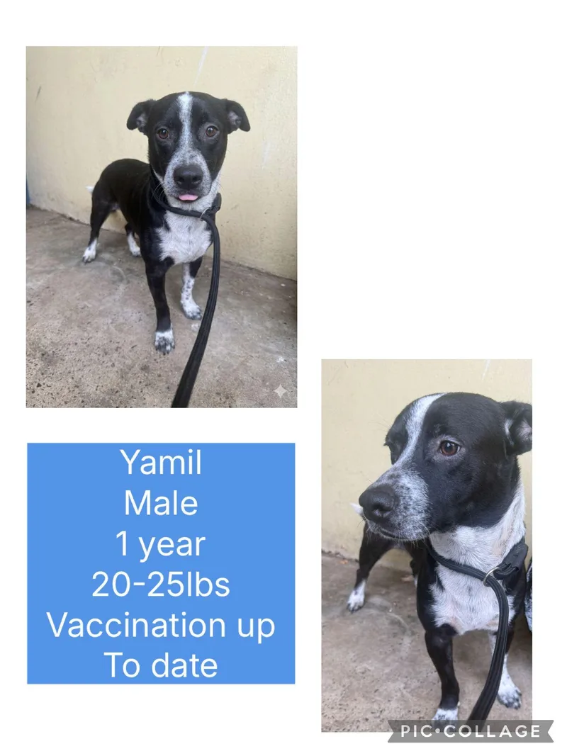 A young small-sized male Mixed Breed dog named Yamil for adoption in San Juan, PR