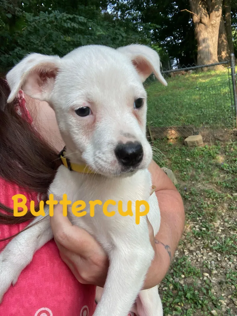 Buttercup thumbnail 2