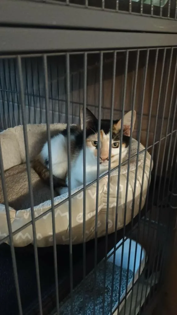 A baby small-sized female Domestic Short Hair cat named Tamera for adoption in LIberty, NY