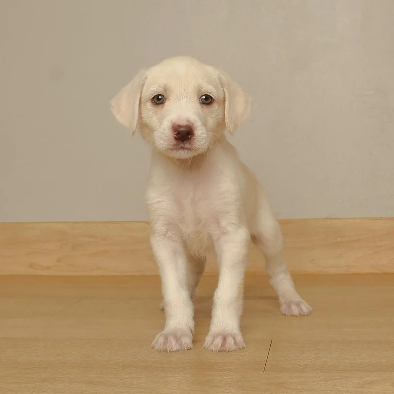 A baby medium-sized male White / Cream Airedale Terrier dog named Kobi D for adoption in Minnetonka, MN