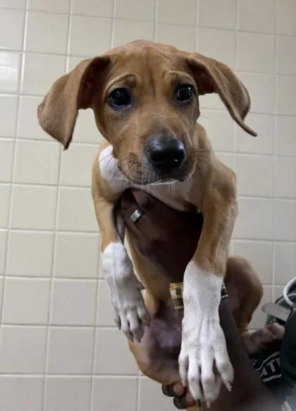 A young small-sized female Hound dog named Rainbow for adoption in San Antonio, TX