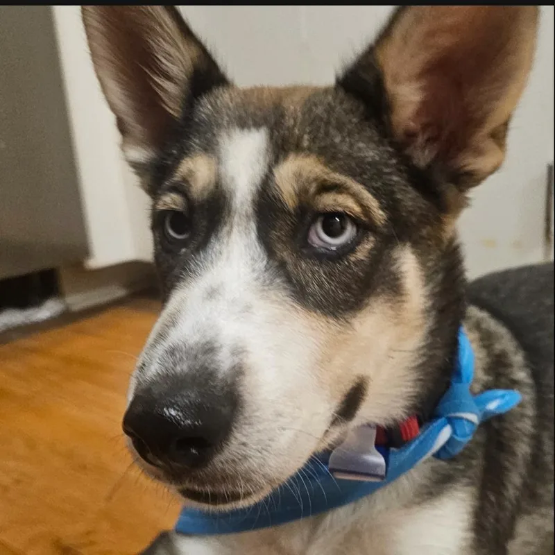 Alani