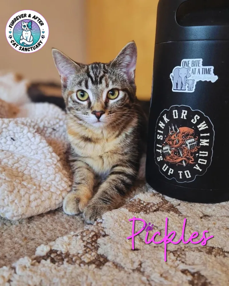 A baby medium-sized female Tabby (Brown / Chocolate) Domestic Short Hair cat named Pickles for adoption in Austintown, OH