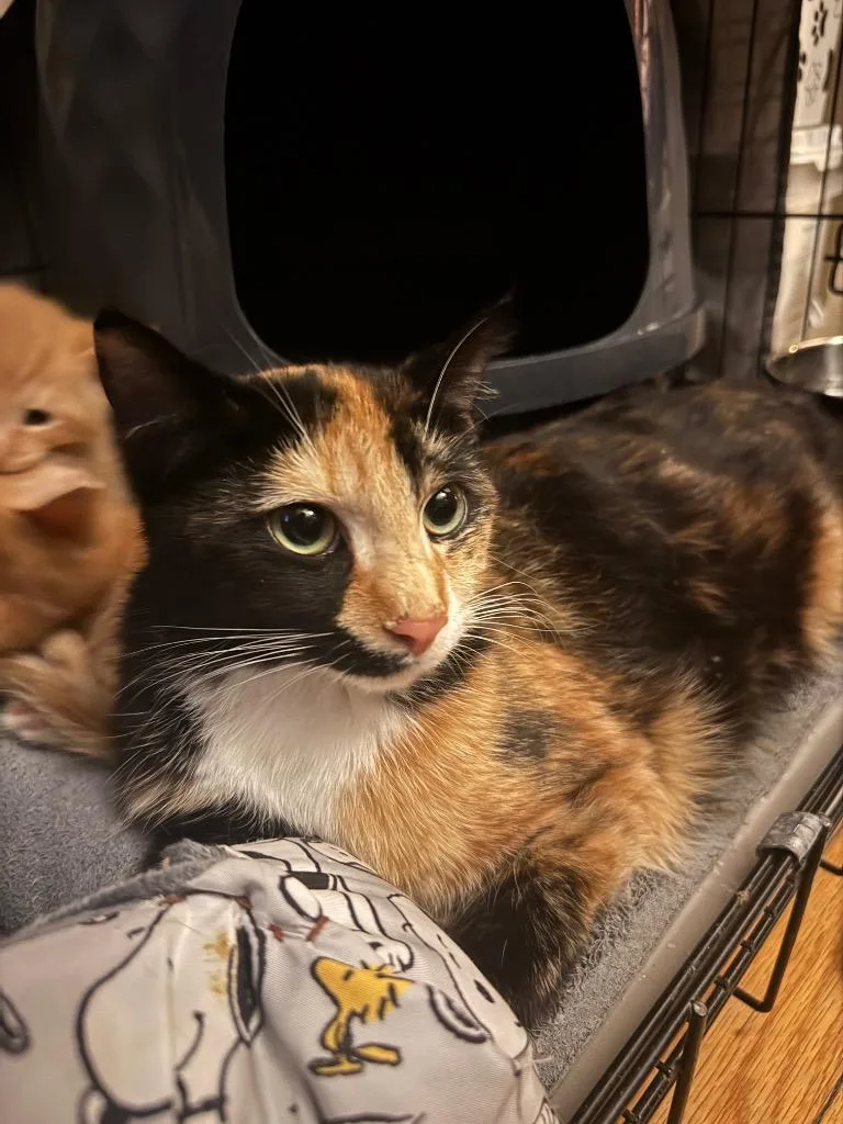 A young small-sized female American Shorthair cat named Arabella for adoption in Hagaman, NY