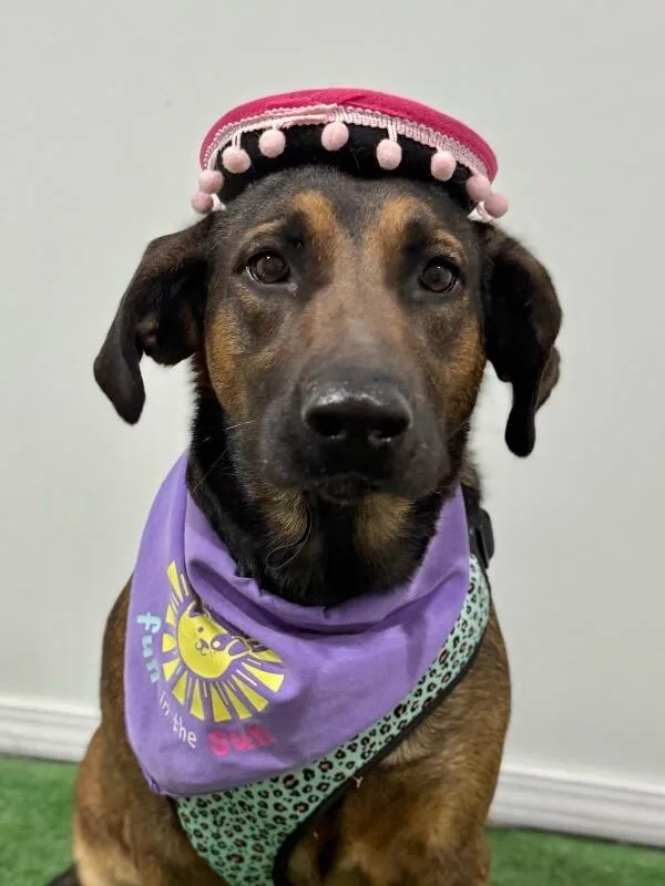 An adult large-sized female Brown / Chocolate German Shepherd Dog dog named Tesla for adoption in Carlsbad, CA