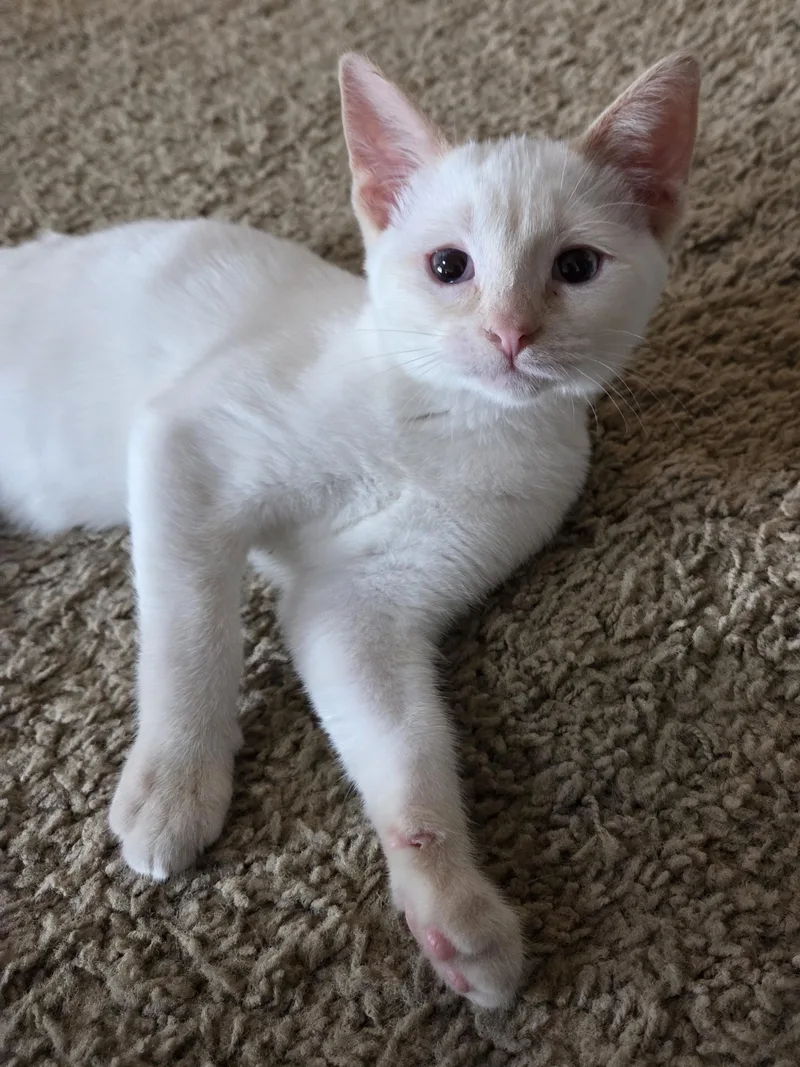 Daphne