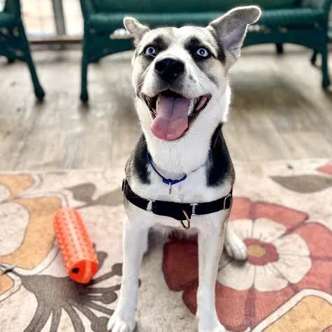 An adult medium-sized female Siberian Husky dog named Cyber for adoption in Austin, TX