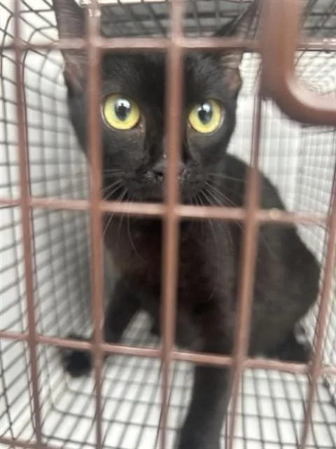 A young medium-sized female Domestic Short Hair cat named A for adoption in Houston, TX
