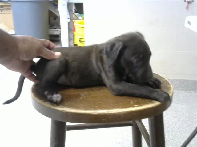 A baby small-sized male Pit Bull Terrier dog named Merlin for adoption in Pasadena, TX