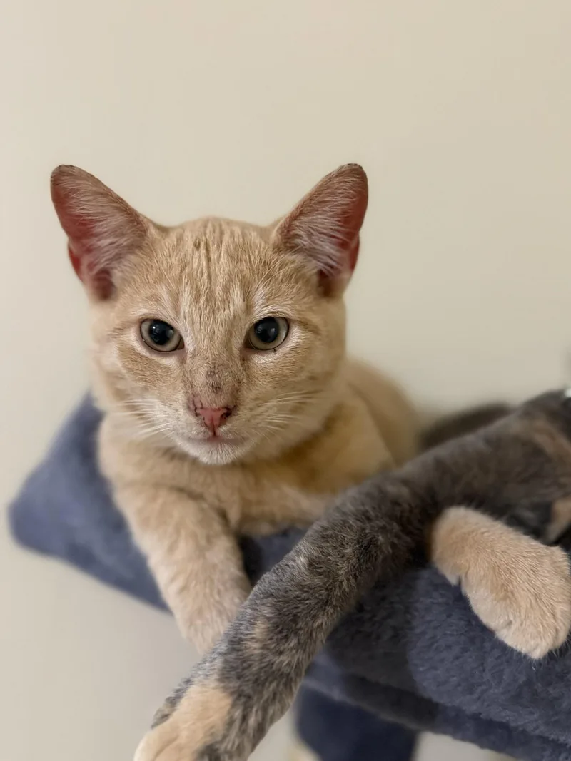 Finn  Riley Fuzzel thumbnail 2