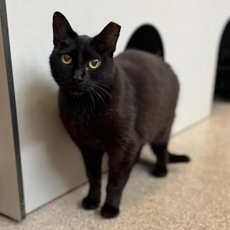 An adult medium-sized female Black Domestic Short Hair cat named Bubbles for adoption in Sarasota, FL