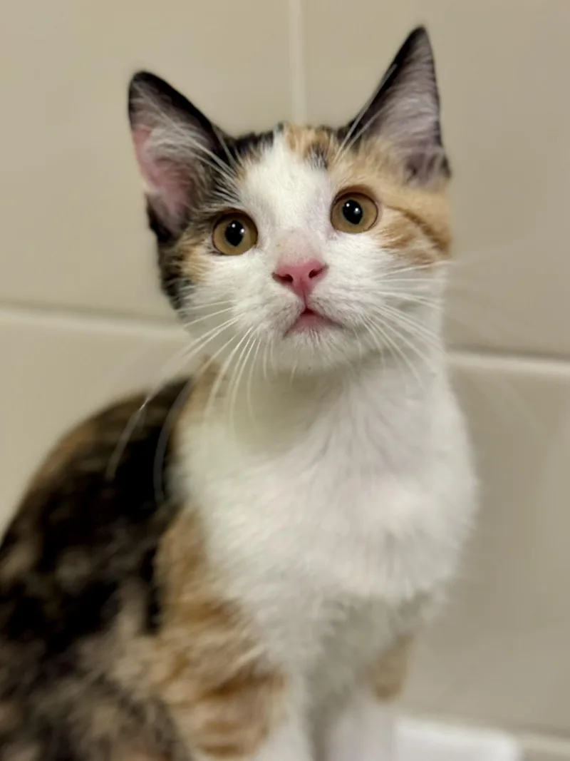 A baby small-sized female Domestic Short Hair cat named CeCe for adoption in Carlsbad, CA