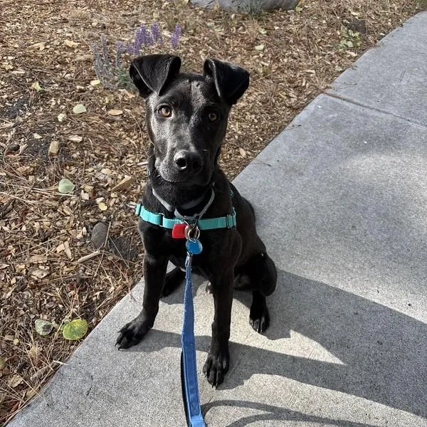 A young medium-sized male Black Mixed Breed dog named Jelly for adoption in Truckee, CA