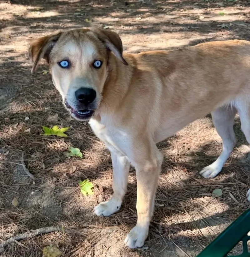 A baby medium-sized male Labrador Retriever dog named Lego for adoption in Little Rock, AR