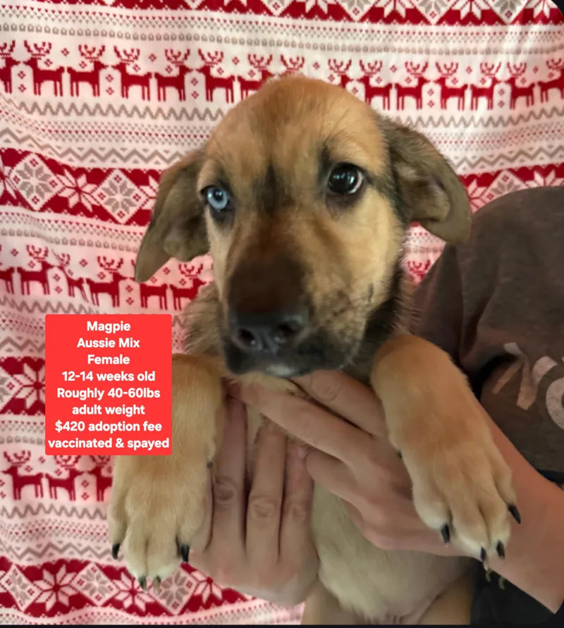 A baby medium-sized female Australian Shepherd dog named Magpie for adoption in Oviedo, FL