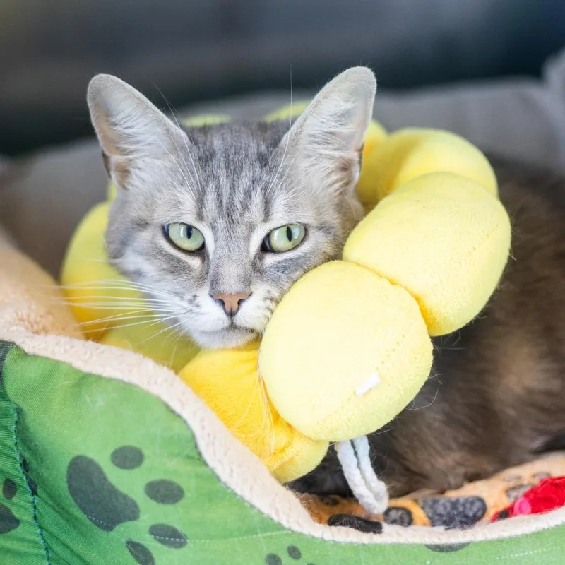 An adult medium-sized female Gray / Blue / Silver Domestic Short Hair cat named Giselle for adoption in Wilmington, DE