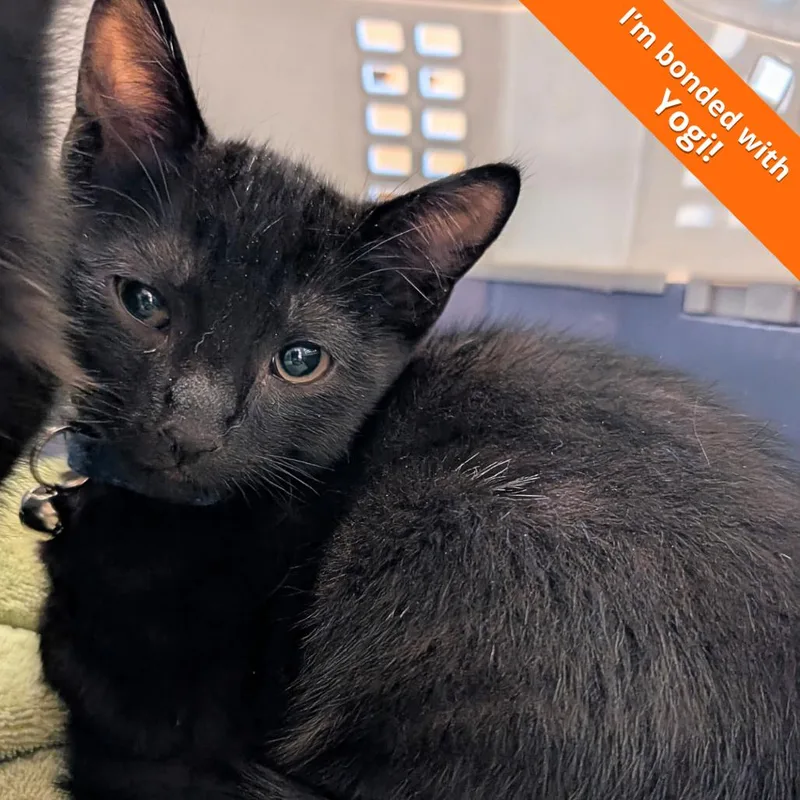 A baby small-sized male Black Domestic Short Hair cat named Booboo for adoption in Pleasant Hill, CA