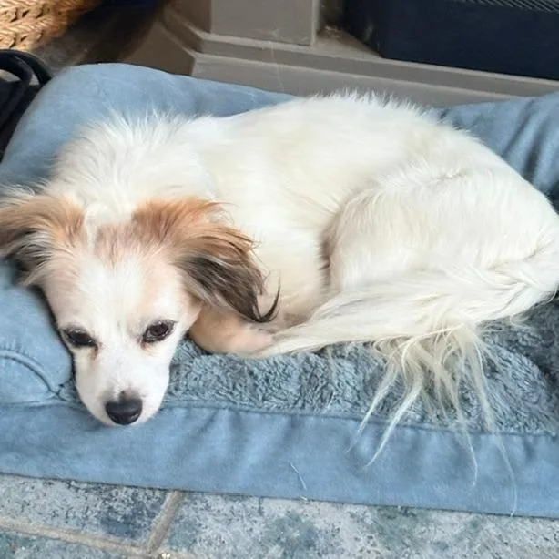 An adult small-sized male White / Cream Dachshund (Long Haired) dog named Mr. Nobody for adoption in Minneapolis, MN