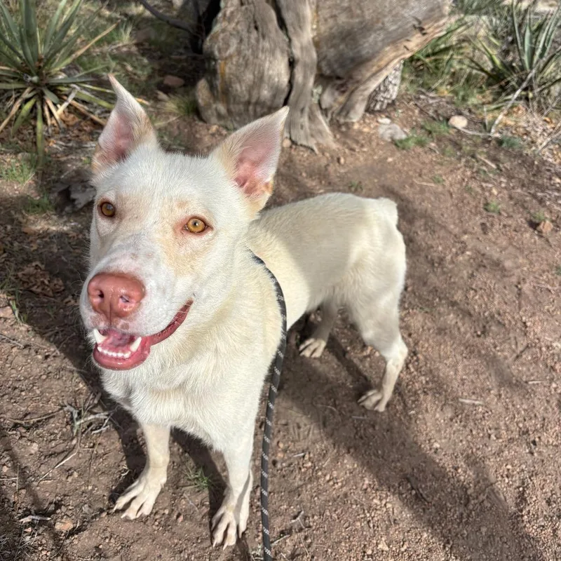 Peppermint thumbnail 3