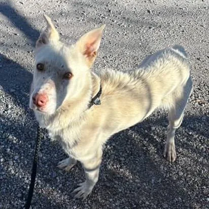 Peppermint thumbnail 5