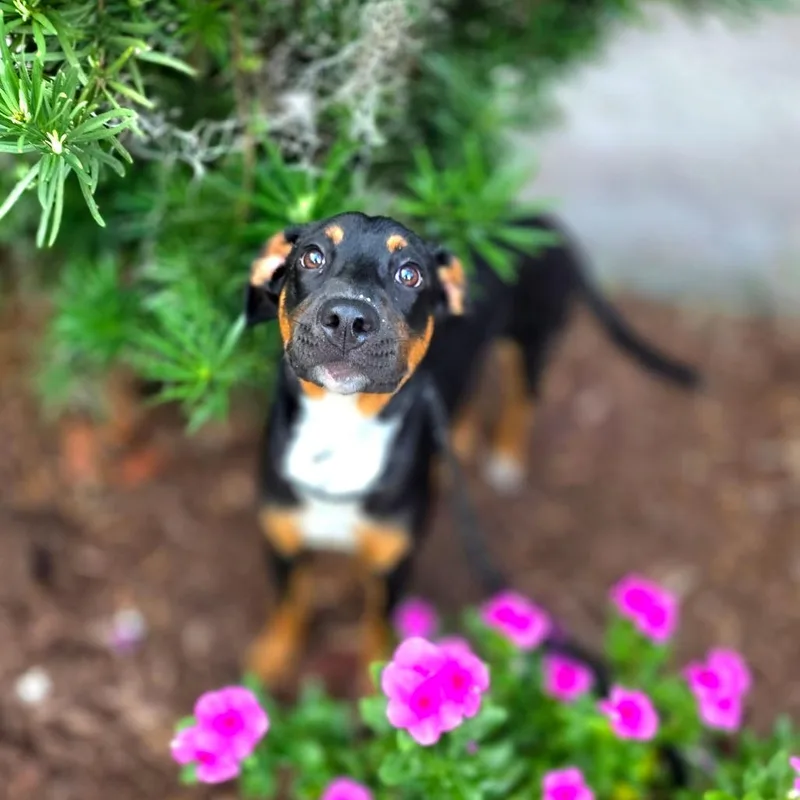 A young medium-sized female Black Mixed Breed dog named Zoe for adoption in Port Charlotte, FL