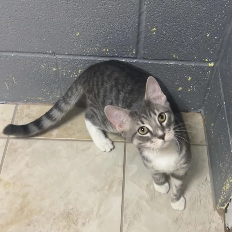 A baby medium-sized male Tabby (Gray / Blue / Silver) American Shorthair cat named Shrek for adoption in Gainesville, TX