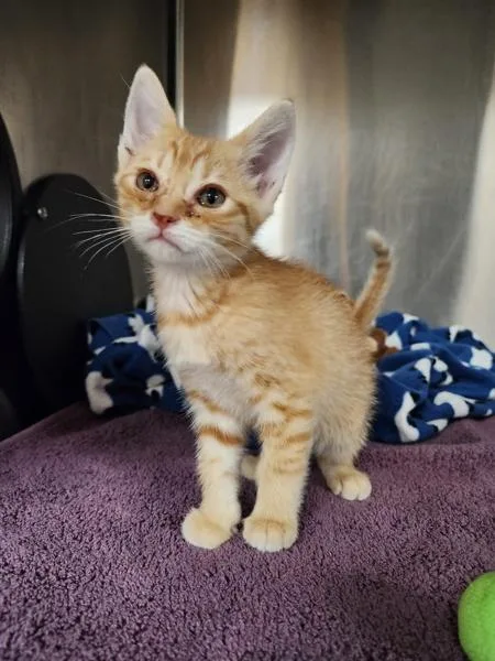 A baby small-sized male Domestic Short Hair cat named Nemo for adoption in Santa Rosa, CA